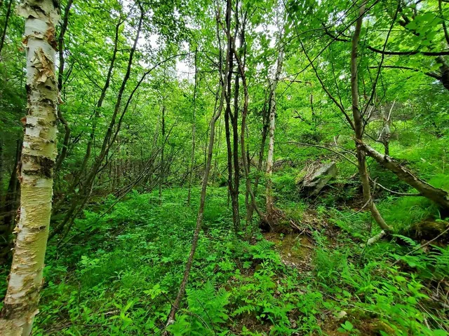 $35,000 | M1 L21-1 Street, Princeton, ME 04668