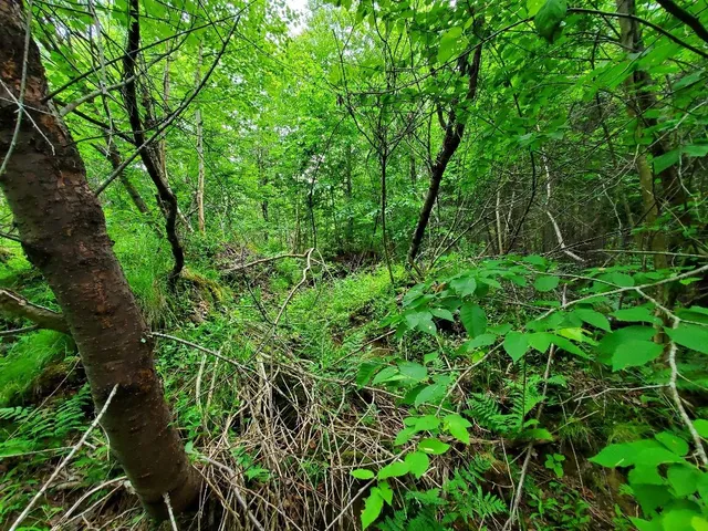 $35,000 | M1 L21-1 Street, Princeton, ME 04668