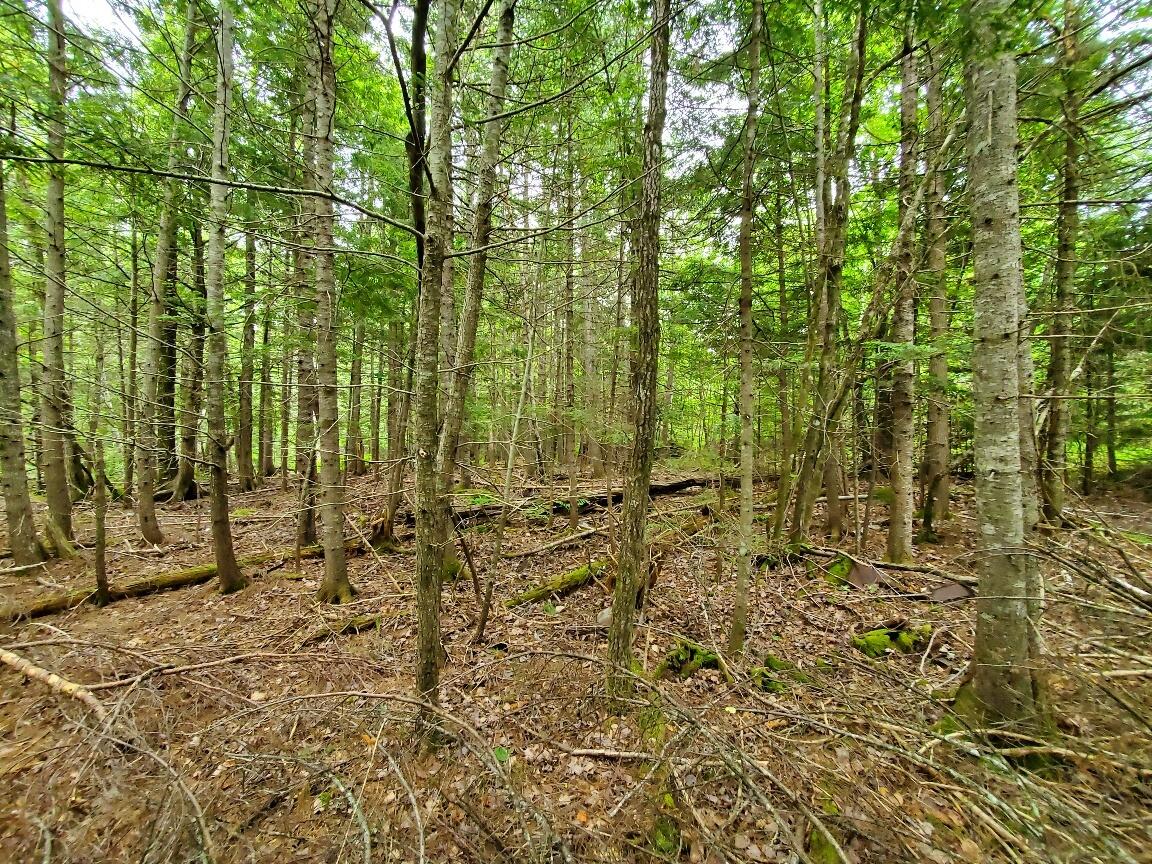 M1 L21-1 Street Princeton, ME 04668 - Photo 10 of 19 20230617_125037_resized