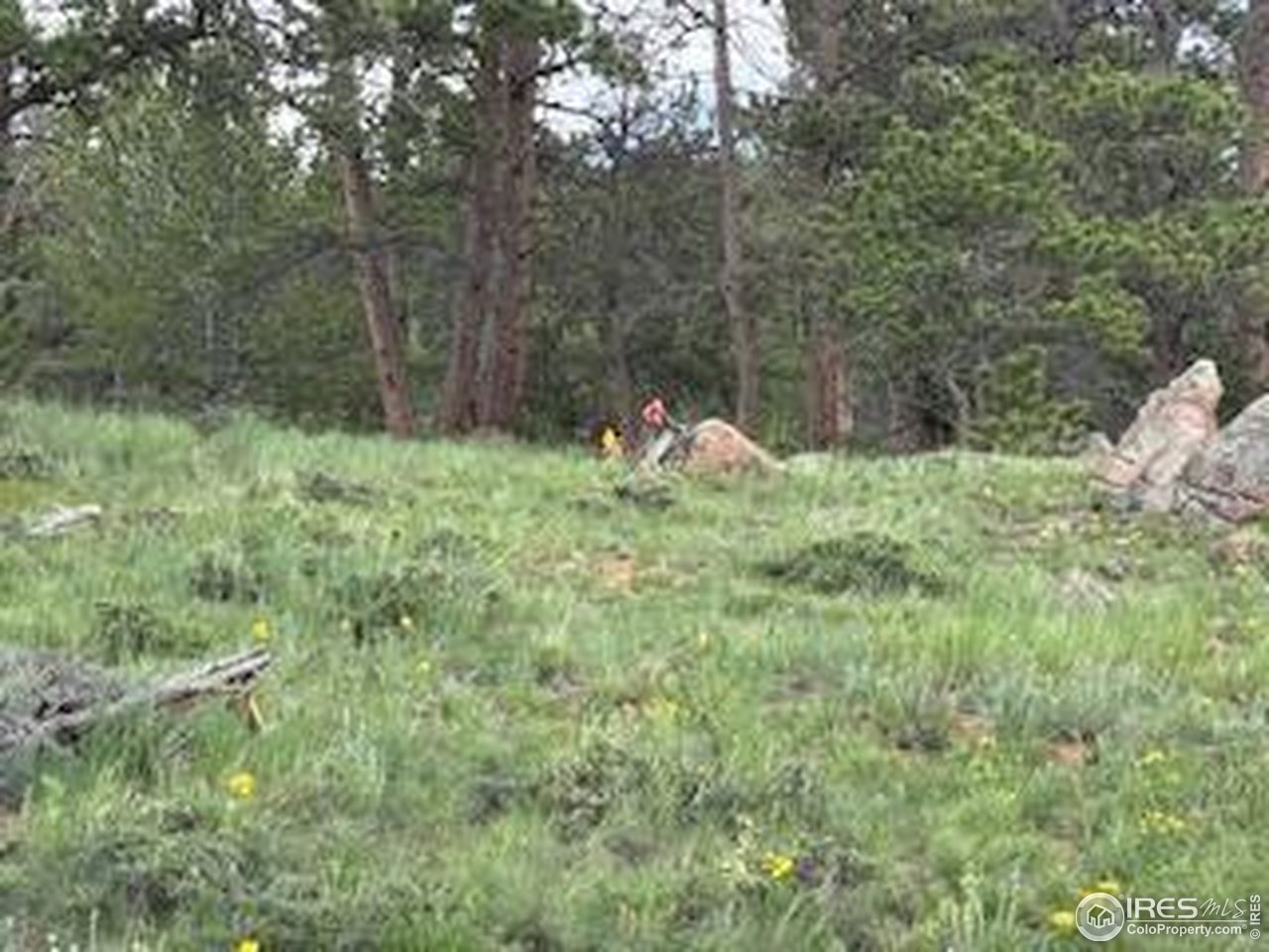 466 Navajo Road Red Feather Lakes, CO 80545 - Photo 12 of 33 Gallery Image 12