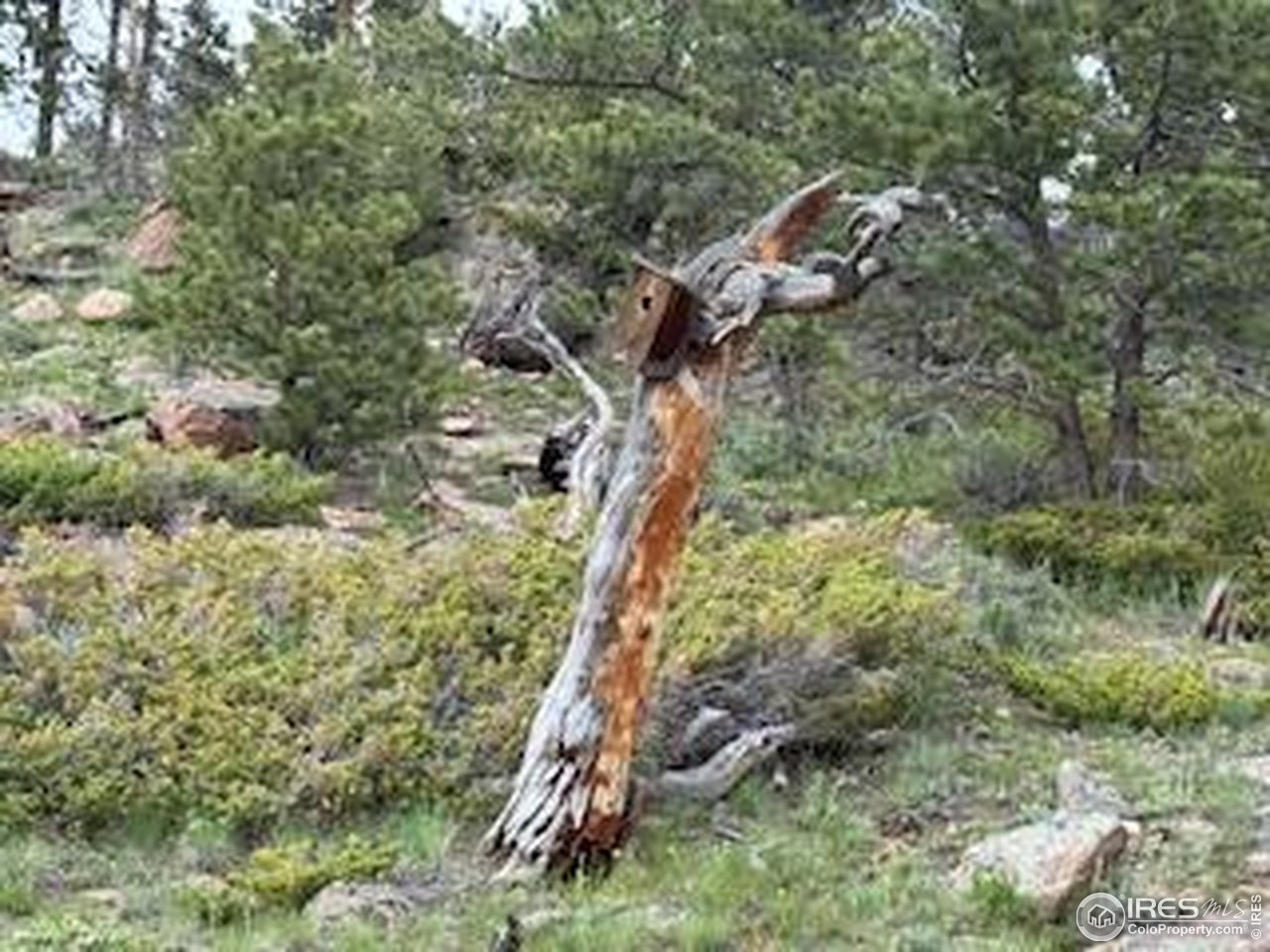 466 Navajo Road Red Feather Lakes, CO 80545 - Photo 16 of 33 Gallery Image 16