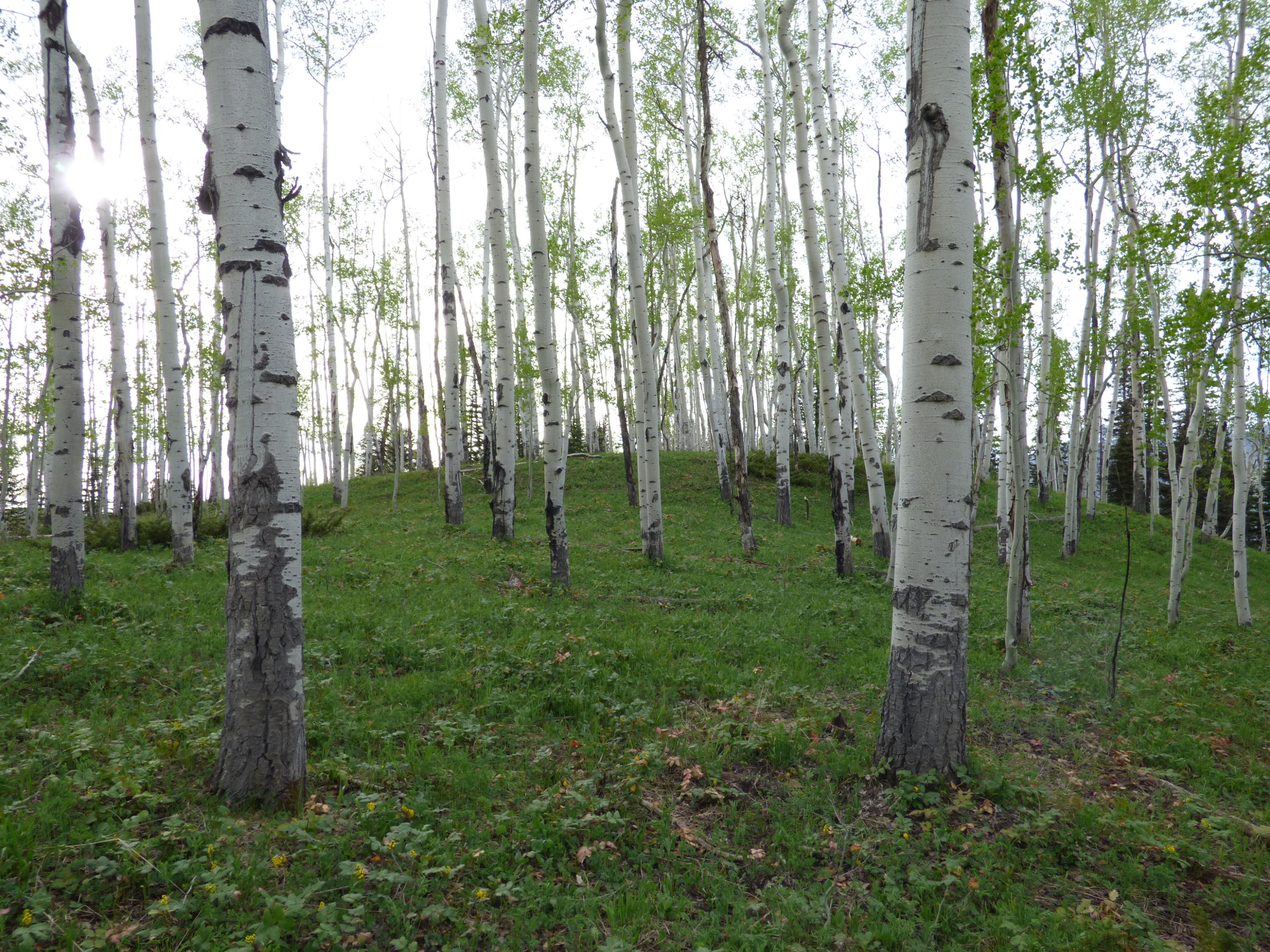 Tbd Ridge Road Telluride, CO 81435 - Photo 16 of 17 Knoll Top Site