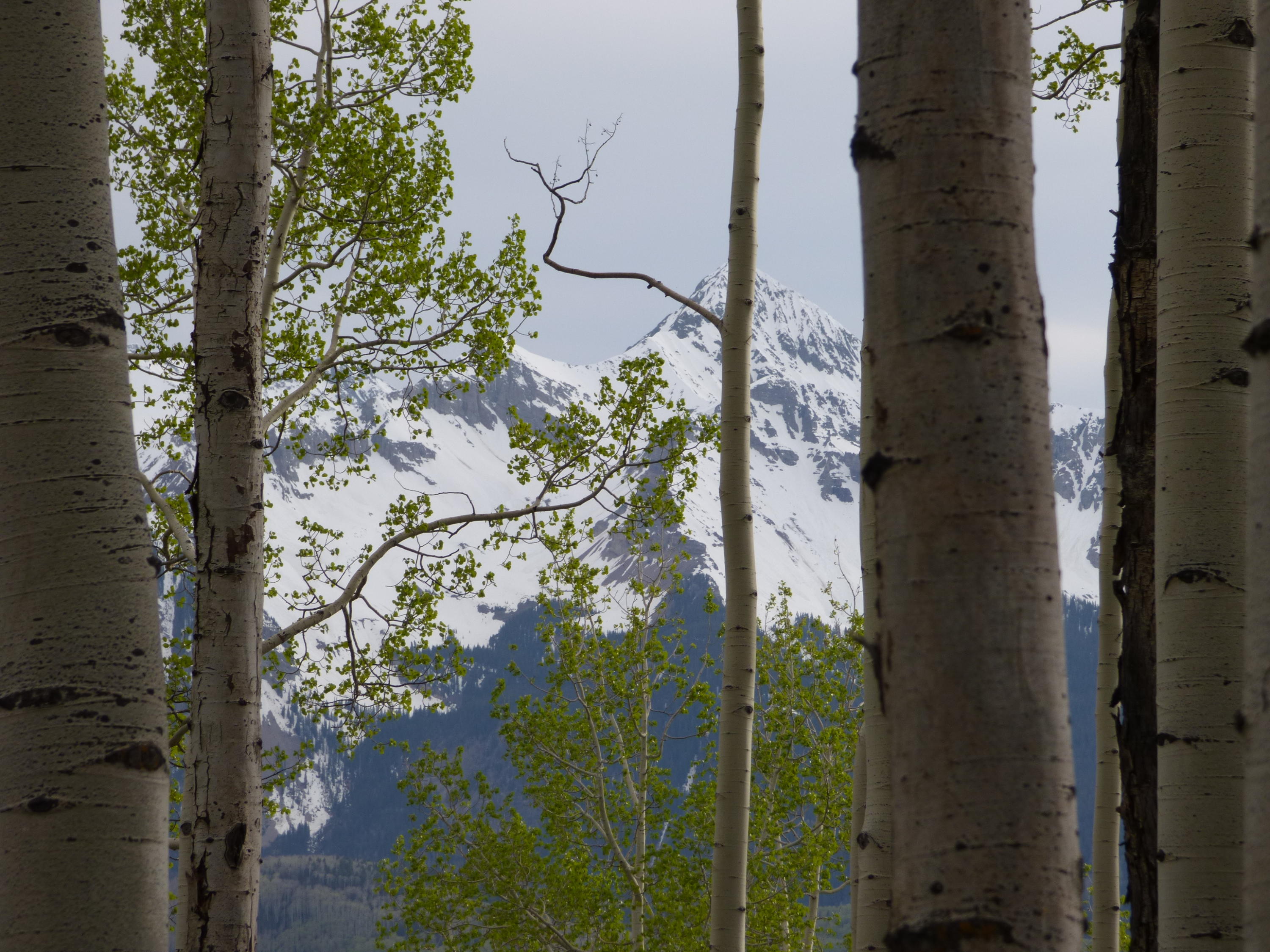Tbd Ridge Road Telluride, CO 81435 - Photo 9 of 17 Wilson through Aspens