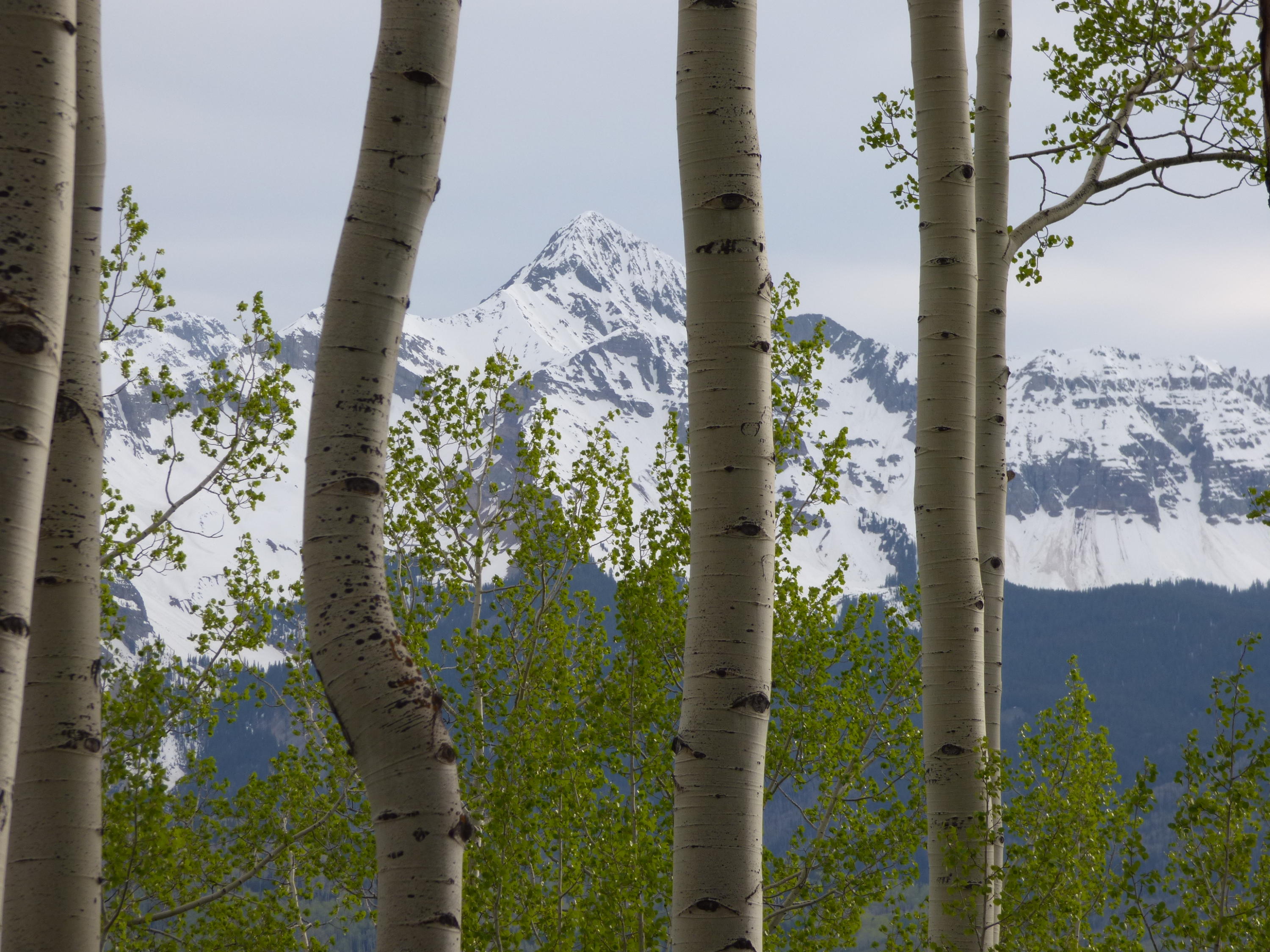 Tbd Ridge Road Telluride, CO 81435 - Photo 10 of 17 Wilson through Aspens 2