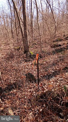 24 Stoney Road Lewisberry, PA 17339 - Photo 8 of 8 a view of a forest that has a tree