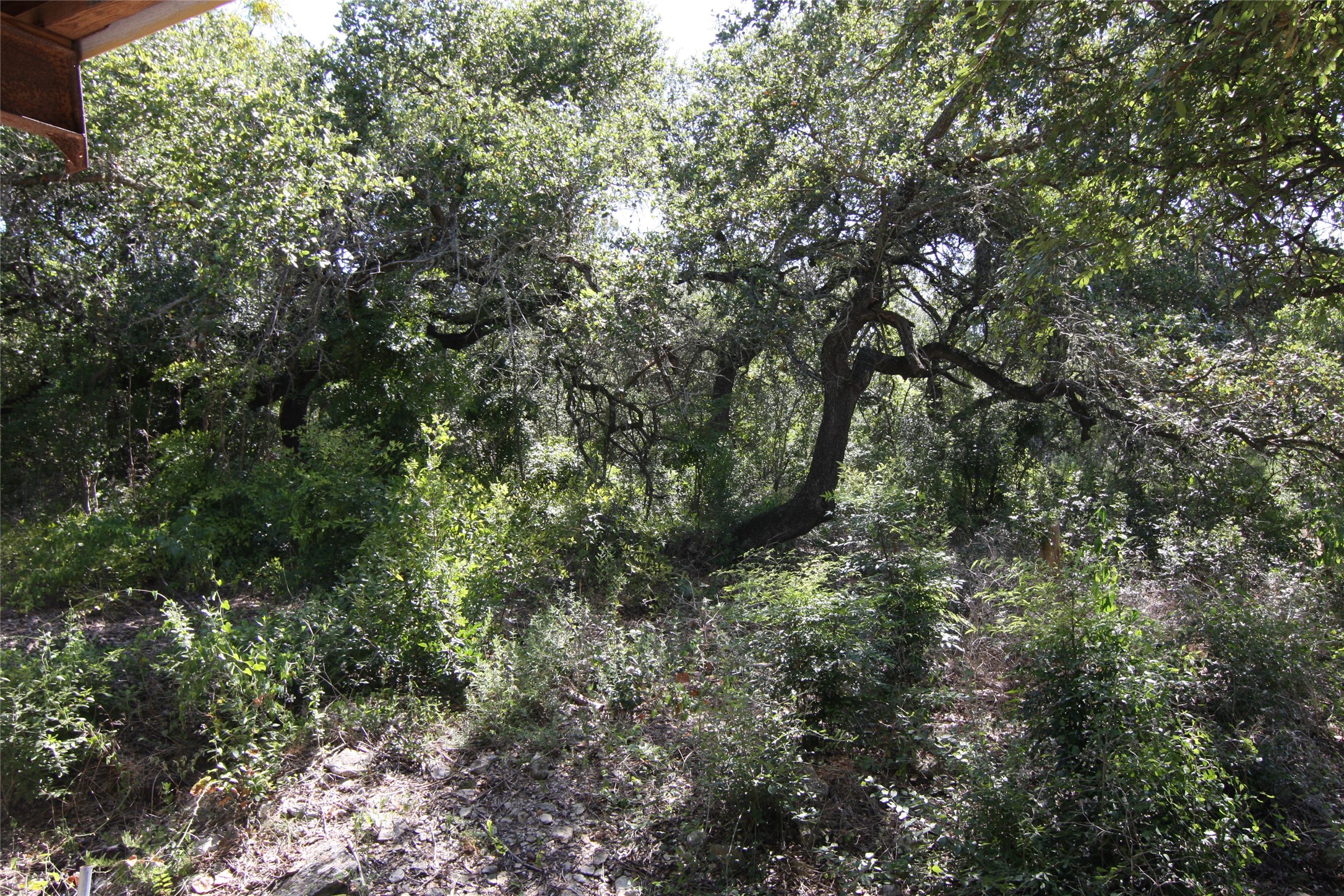 7806-7804 Indian Ridge Drive Austin, TX 78737 - Photo 7 of 40 a close up of a tree