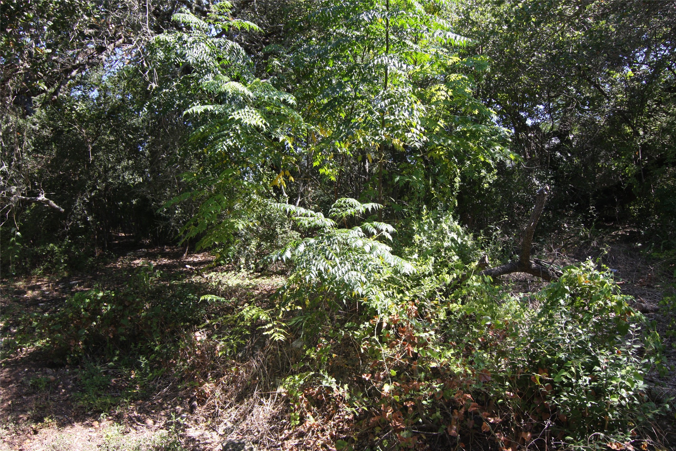 7806-7804 Indian Ridge Drive Austin, TX 78737 - Photo 8 of 40 a view of a tree