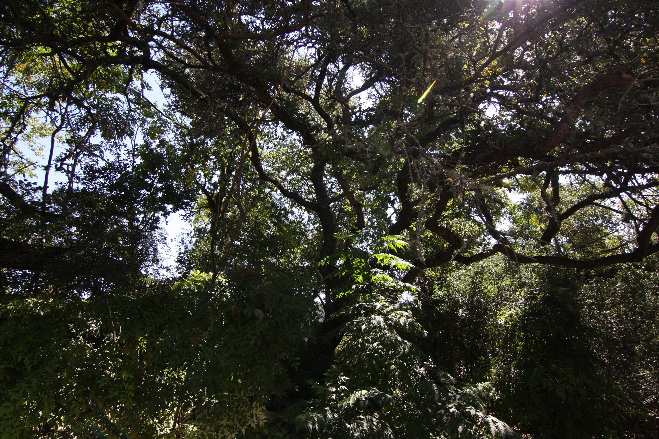 7806-7804 Indian Ridge Drive Austin, TX 78737 - Photo 10 of 40 a view of tree