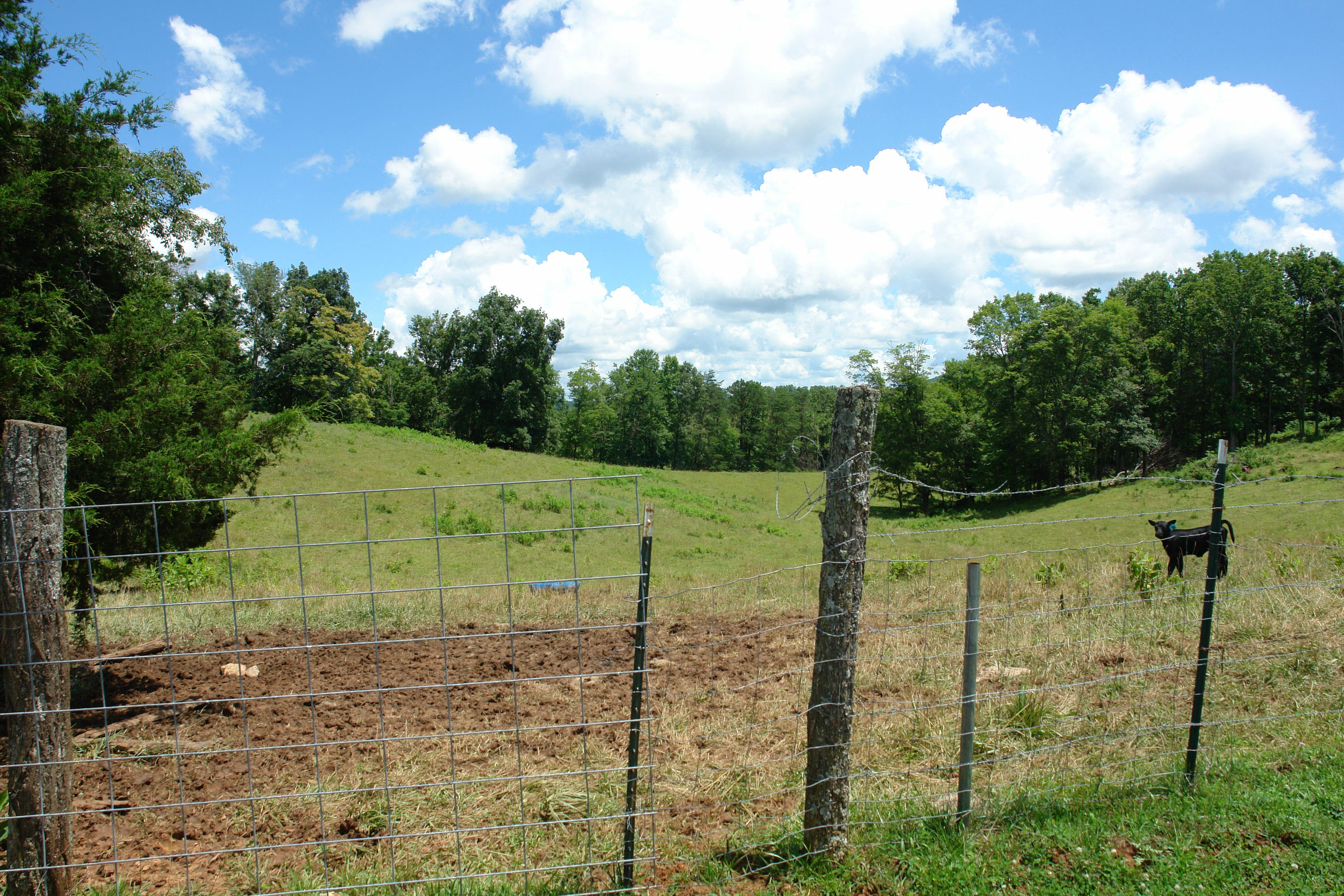 1373 Simmons Mill Road Thaxton, VA 24174 - Photo 3 of 15 Pasture