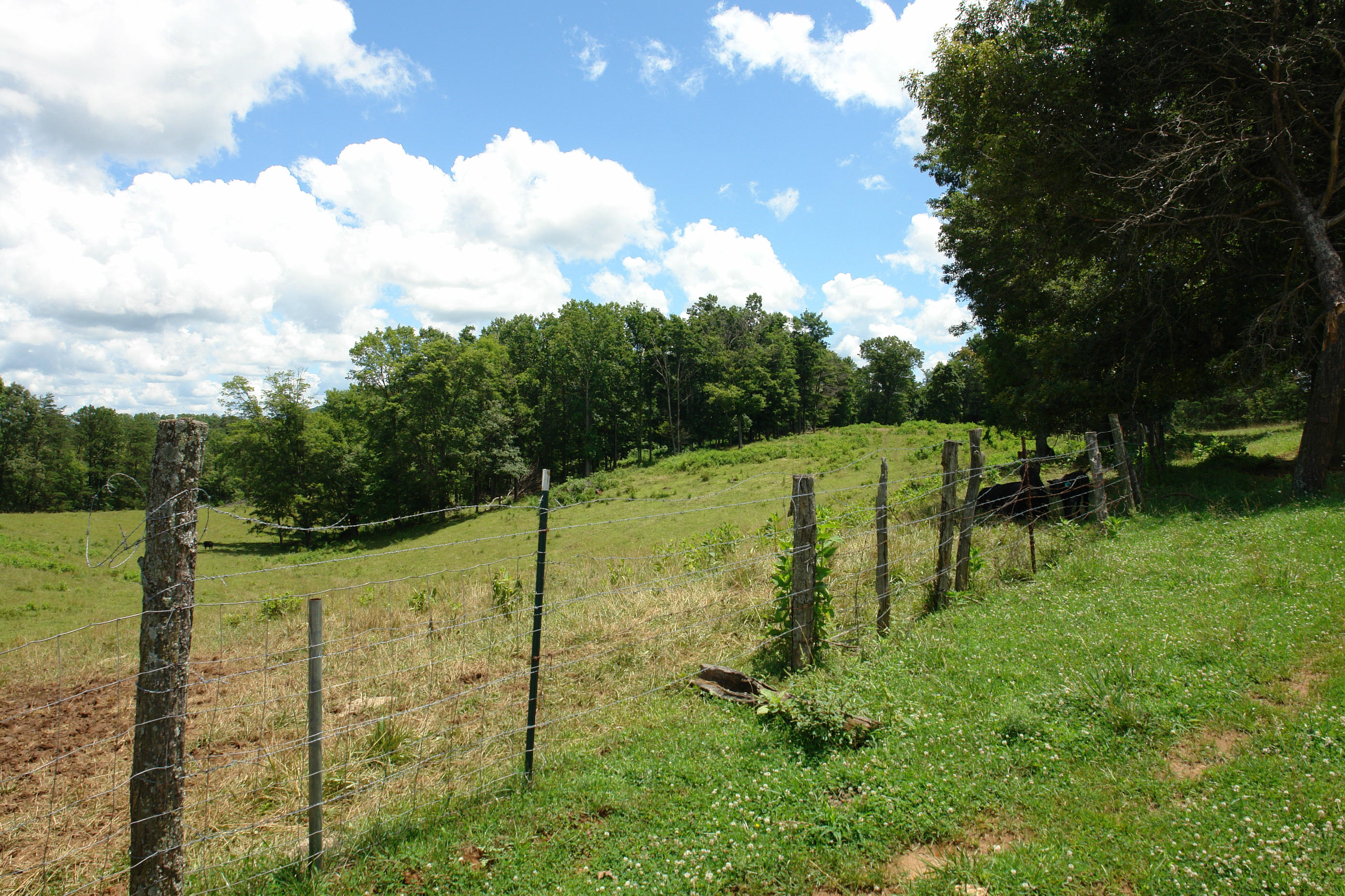 1373 Simmons Mill Road Thaxton, VA 24174 - Photo 8 of 15 Pasture
