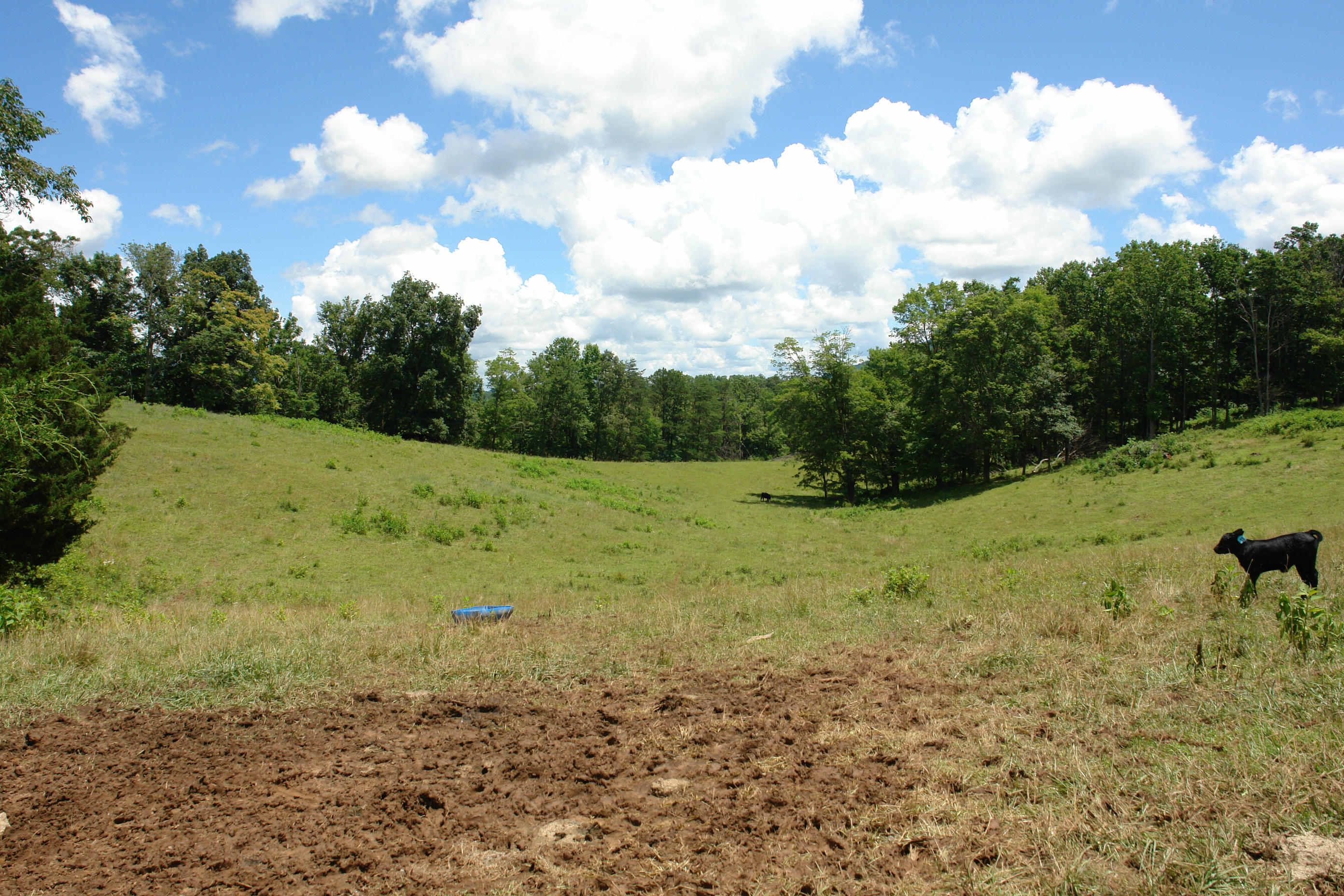 1373 Simmons Mill Road Thaxton, VA 24174 - Photo 9 of 15 Pasture