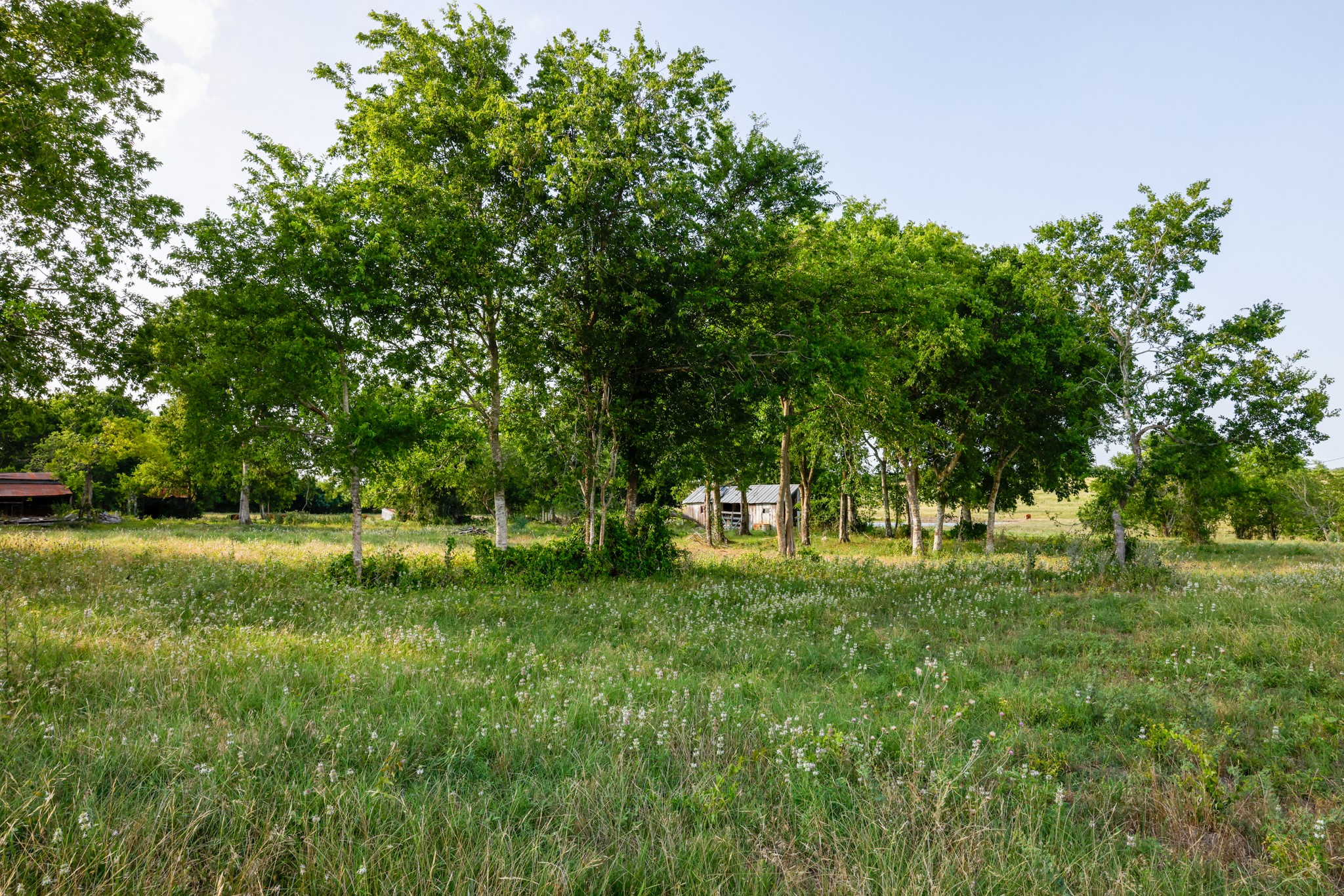 1504 Highway 237 Burton, TX 77835 - Photo 12 of 15 a backyard of a house with lots of green space