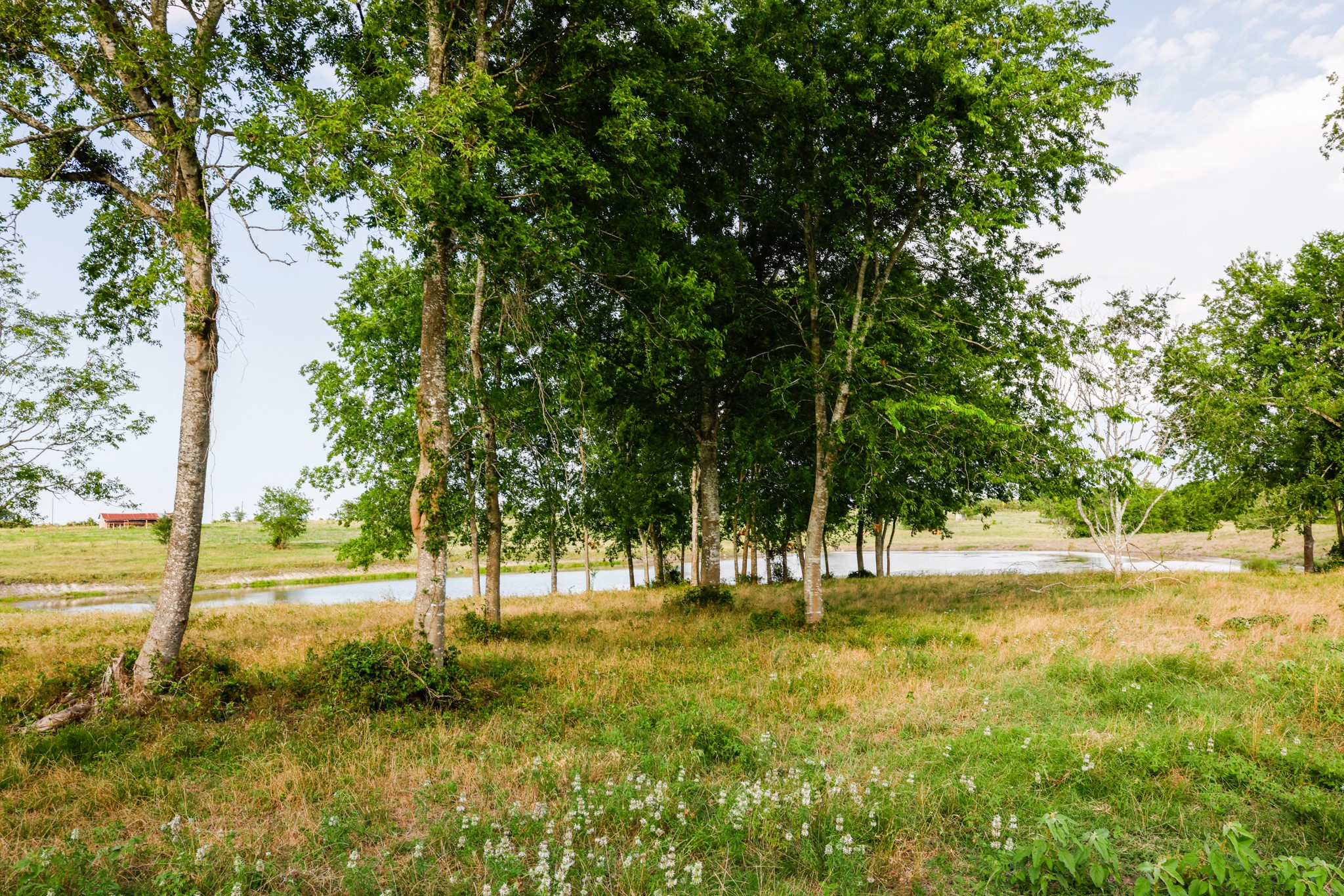 1504 Highway 237 Burton, TX 77835 - Photo 14 of 15 a view of yard with green space