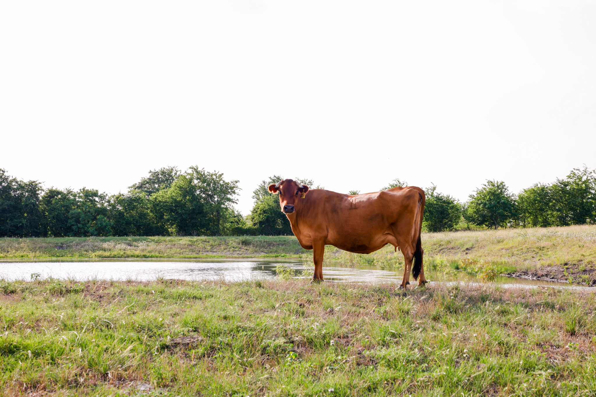 1504 Highway 237 Burton, TX 77835 - Photo 8 of 15 a view of a yard with an outdoor space