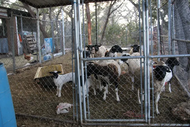 $850,000 | 1085 Forest View Drive, Blanco, TX 78606