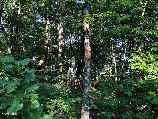 0 Trotter Road Grandview, TN 37337 - Photo 5 of 13 a view of tree