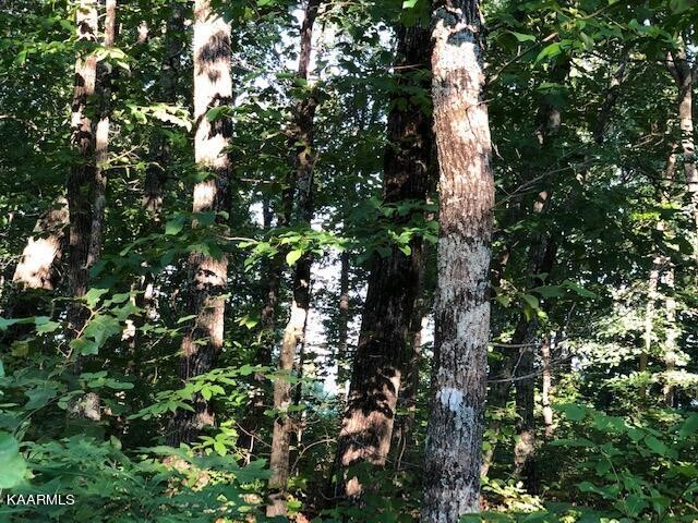 0 Trotter Road Grandview, TN 37337 - Photo 6 of 13 a picture of tree
