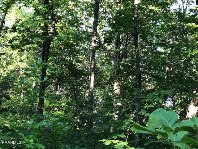 0 Trotter Road Grandview, TN 37337 - Photo 7 of 13 a view of a lush green forest