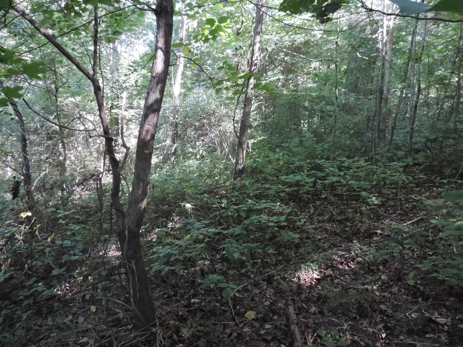 0 Lot 4 Ernie Roberts Road Rutledge, TN 37861 - Photo 7 of 8 Gallery Image 7