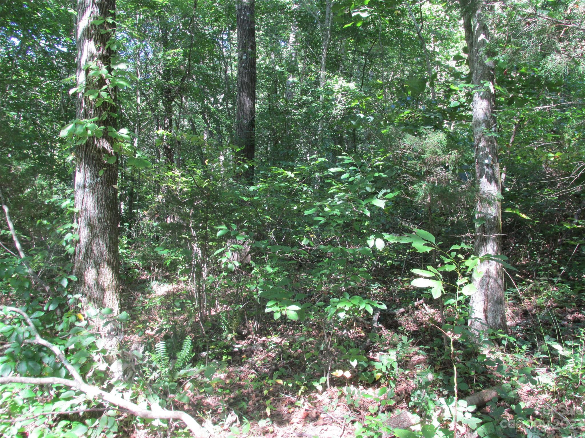 19 Tumbleweed Trail Cullowhee, NC 28723 - Photo 4 of 5 a view of a lush green forest