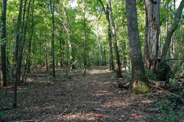 a view of a forest with trees in the background
