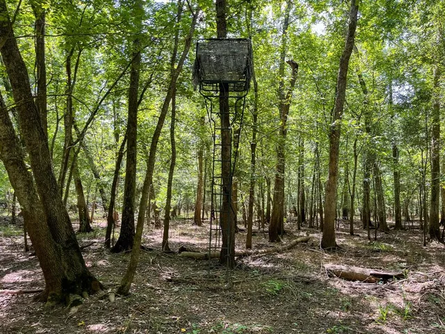 a flag is sitting in the middle of forest