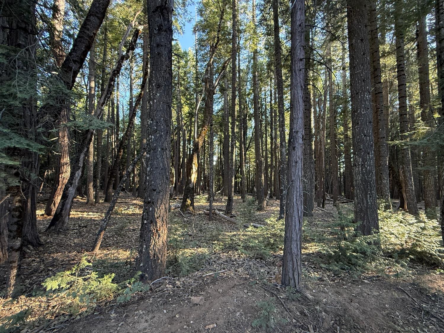0 Chalk Bluff Road Nevada City, CA 95959 - Photo 1 of 14 Gallery Image 1