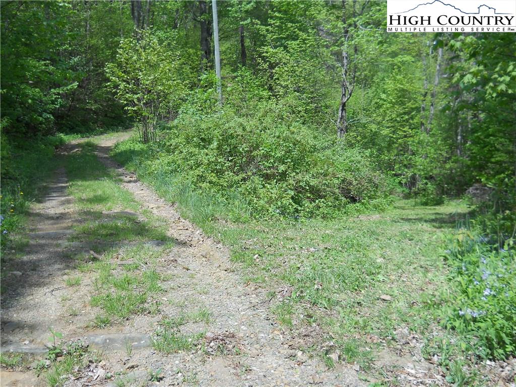 Ball Branch Road Road Boone, NC 28607 - Photo 2 of 7 a view of a lush green forest