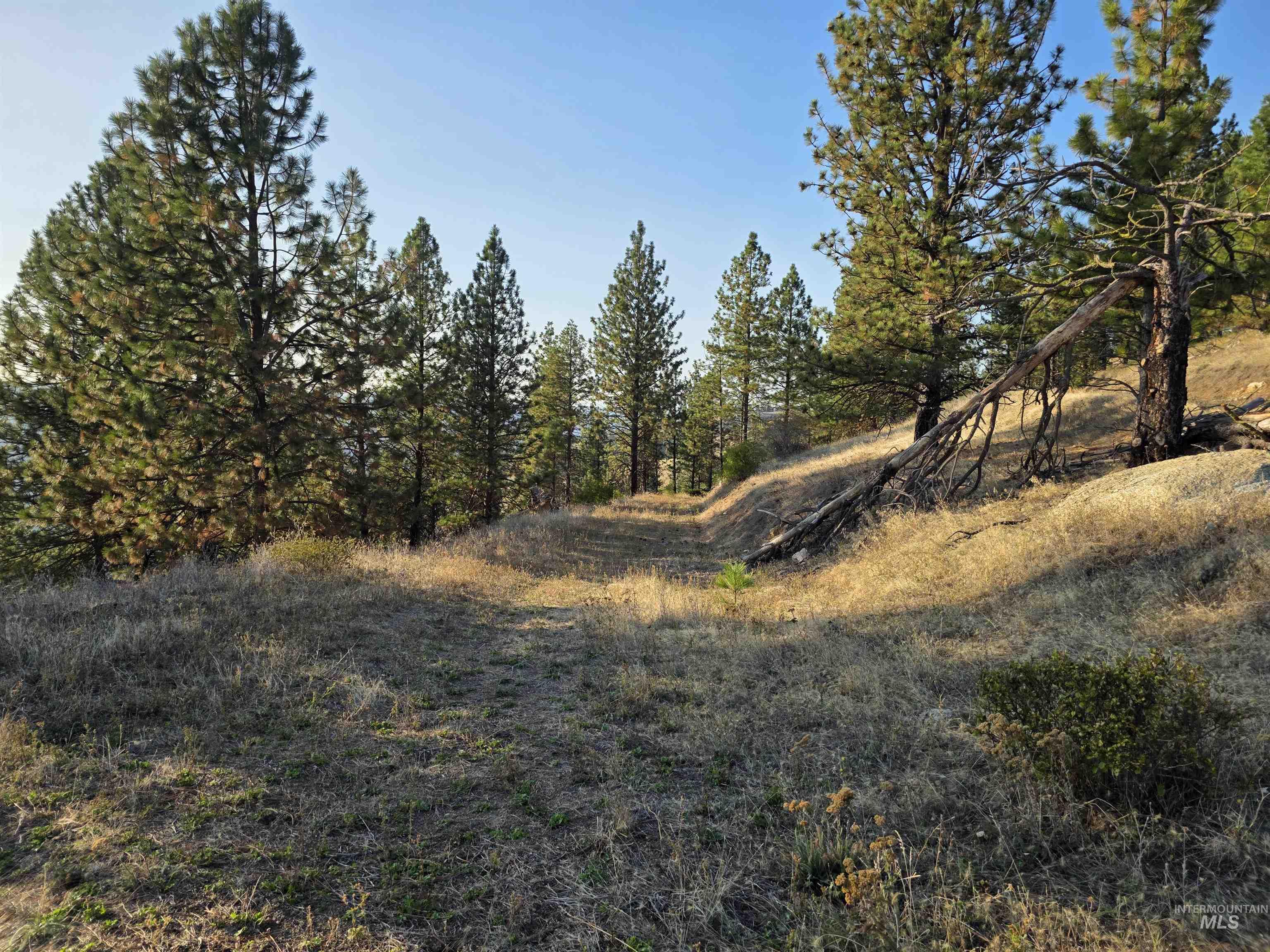 Tbd Pardee Road Kamiah, ID 83536 - Photo 18 of 20 View of undeveloped land