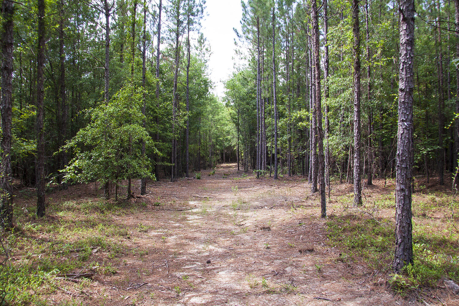 1515 G Hephzibah - McBean Road Hephzibah, GA 30815 - Photo 11 of 15 Springhill G_08