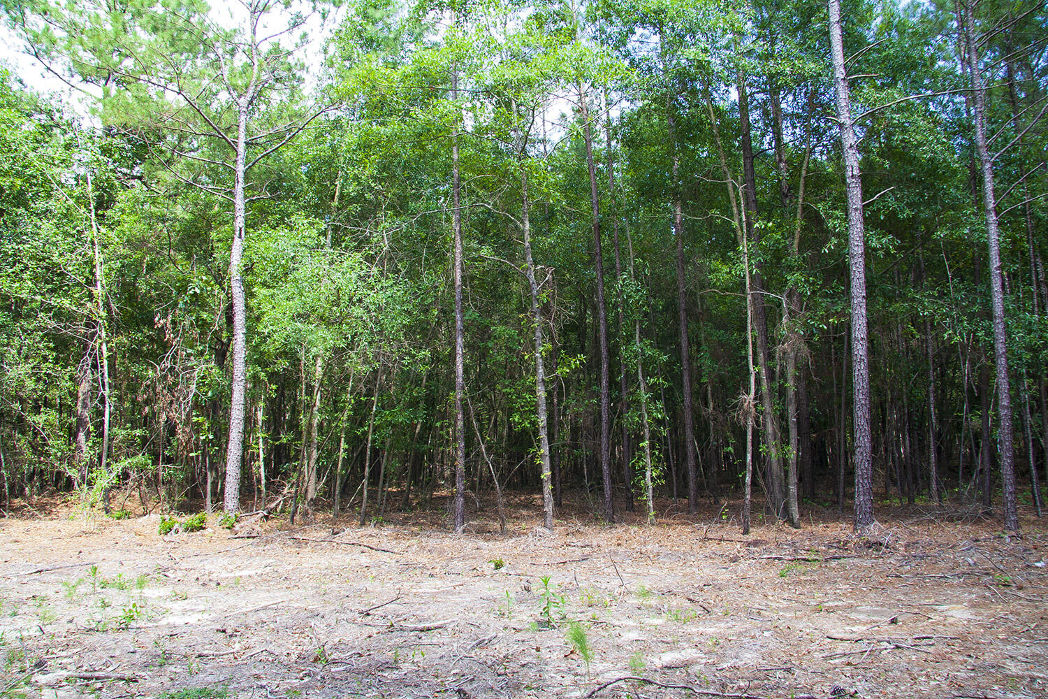 1515 G Hephzibah - McBean Road Hephzibah, GA 30815 - Photo 15 of 15 Springhill G_12