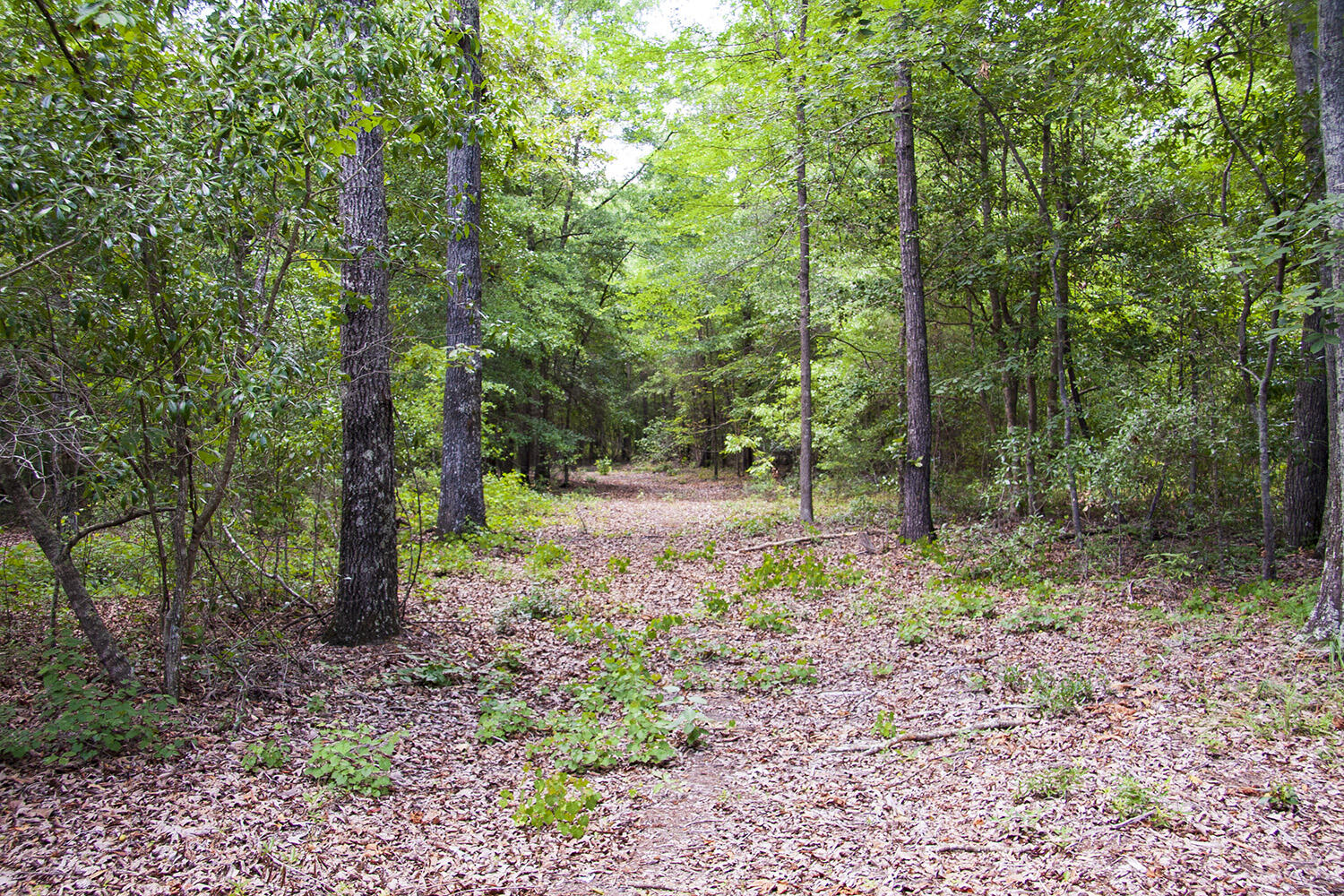 1515 G Hephzibah - McBean Road Hephzibah, GA 30815 - Photo 7 of 15 Springhill G_04