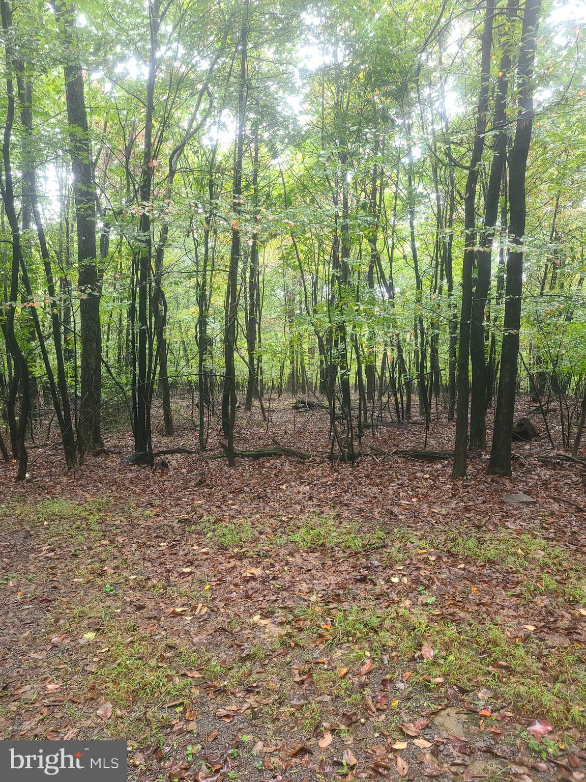 Haven Place Berkeley Springs, WV 25411 - Photo 3 of 9