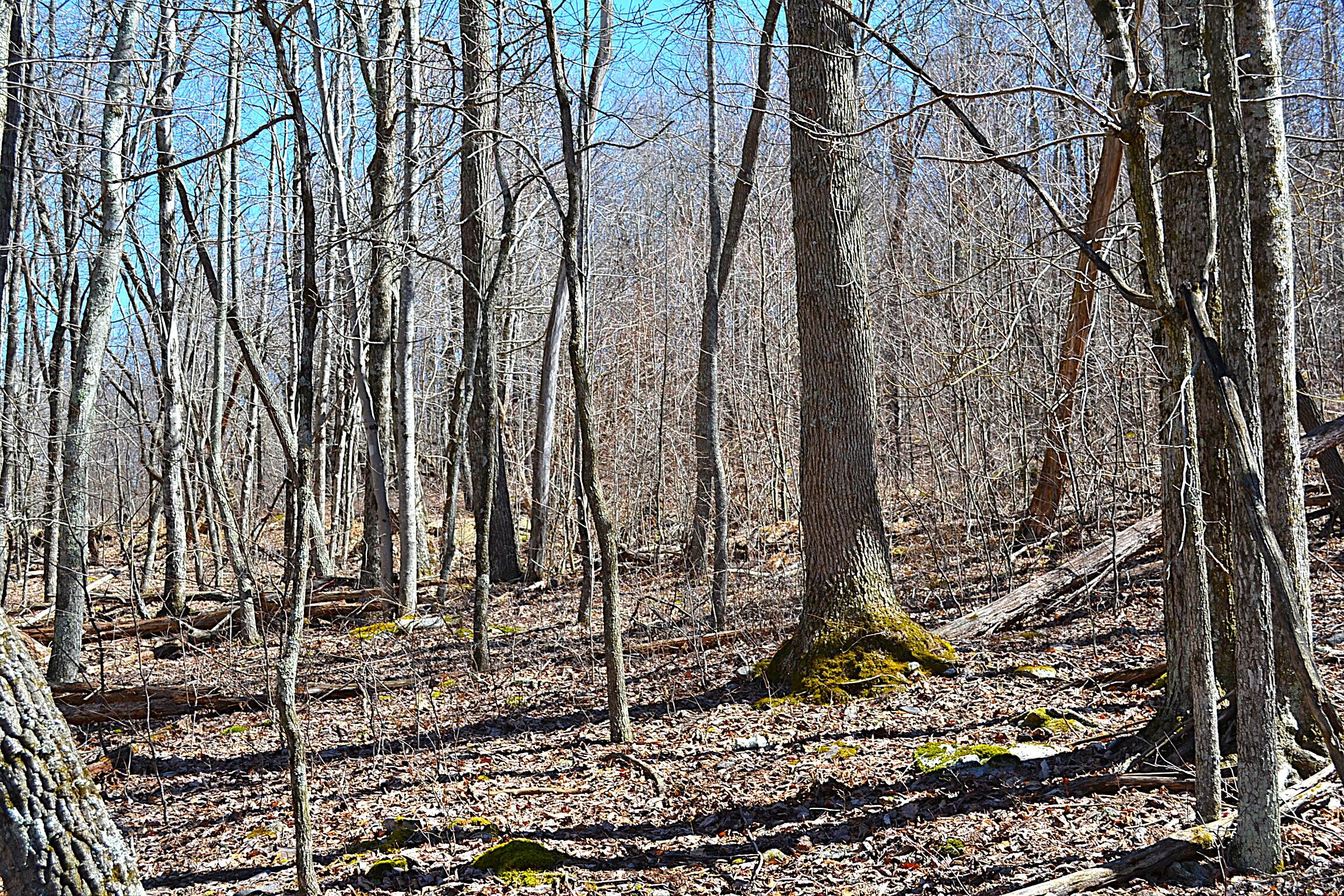 2245 Crowder Road Gap Mills, WV 24941 - Photo 29 of 41 Land View