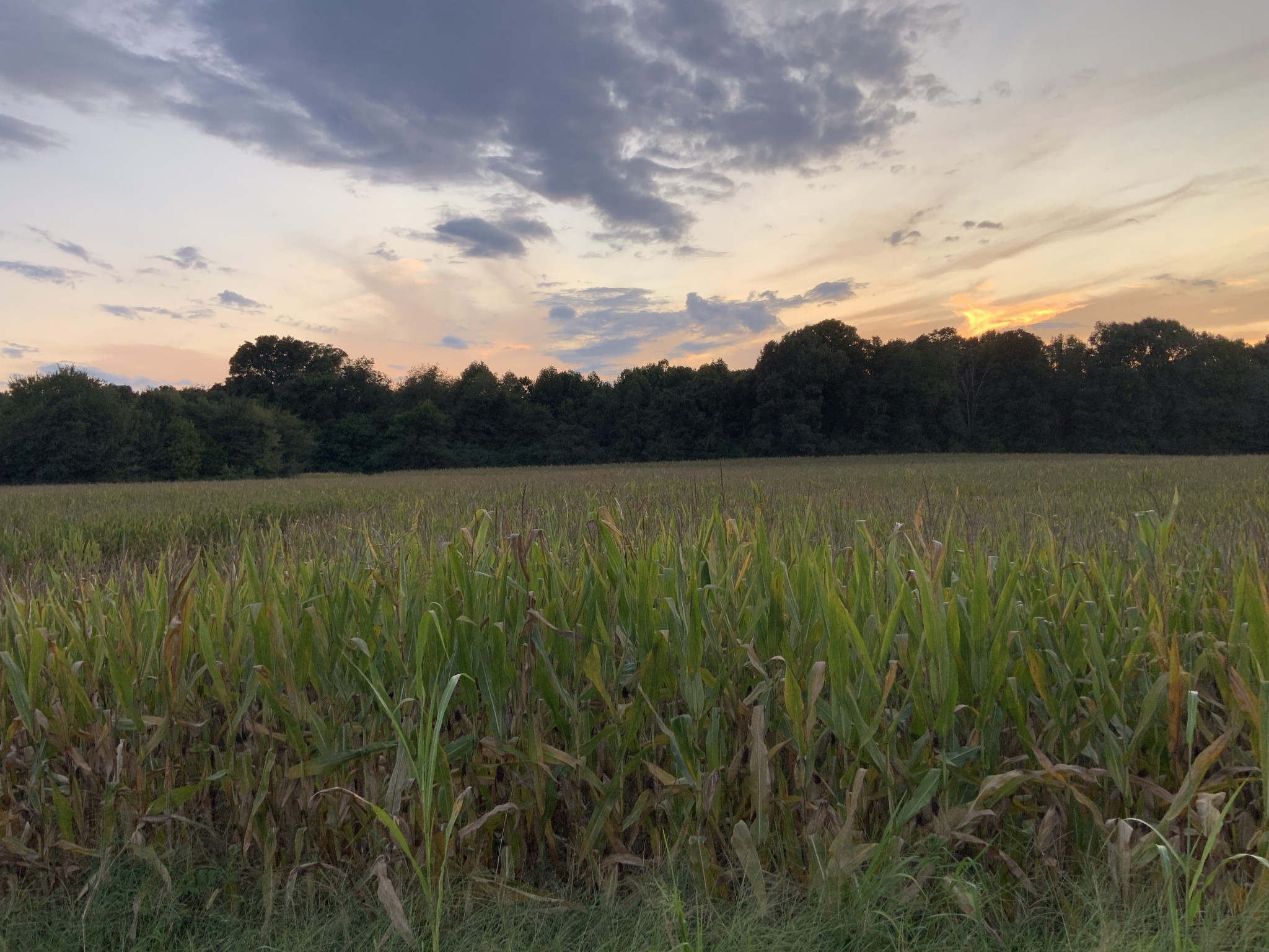 0 Henry Midway Road Henry, TN 38231 - Photo 22 of 31