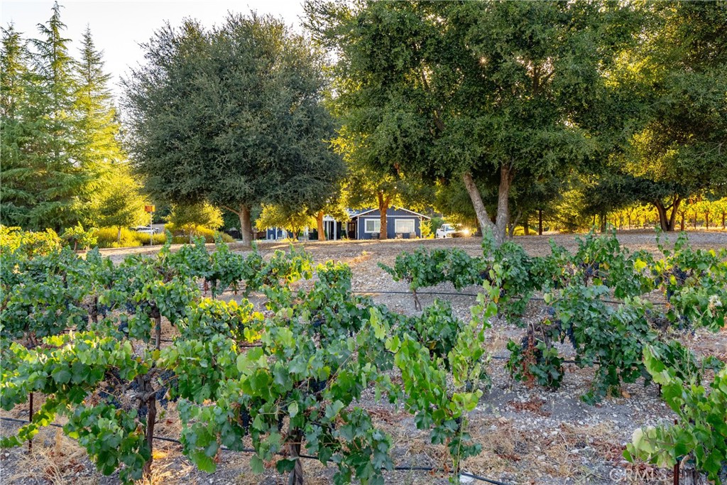 2925 Anderson Road Paso Robles, CA 93446 - Photo 28 of 69