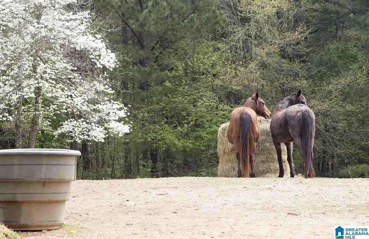 950 Deer Trace Road Pell City, AL 35125 - Photo 5 of 50