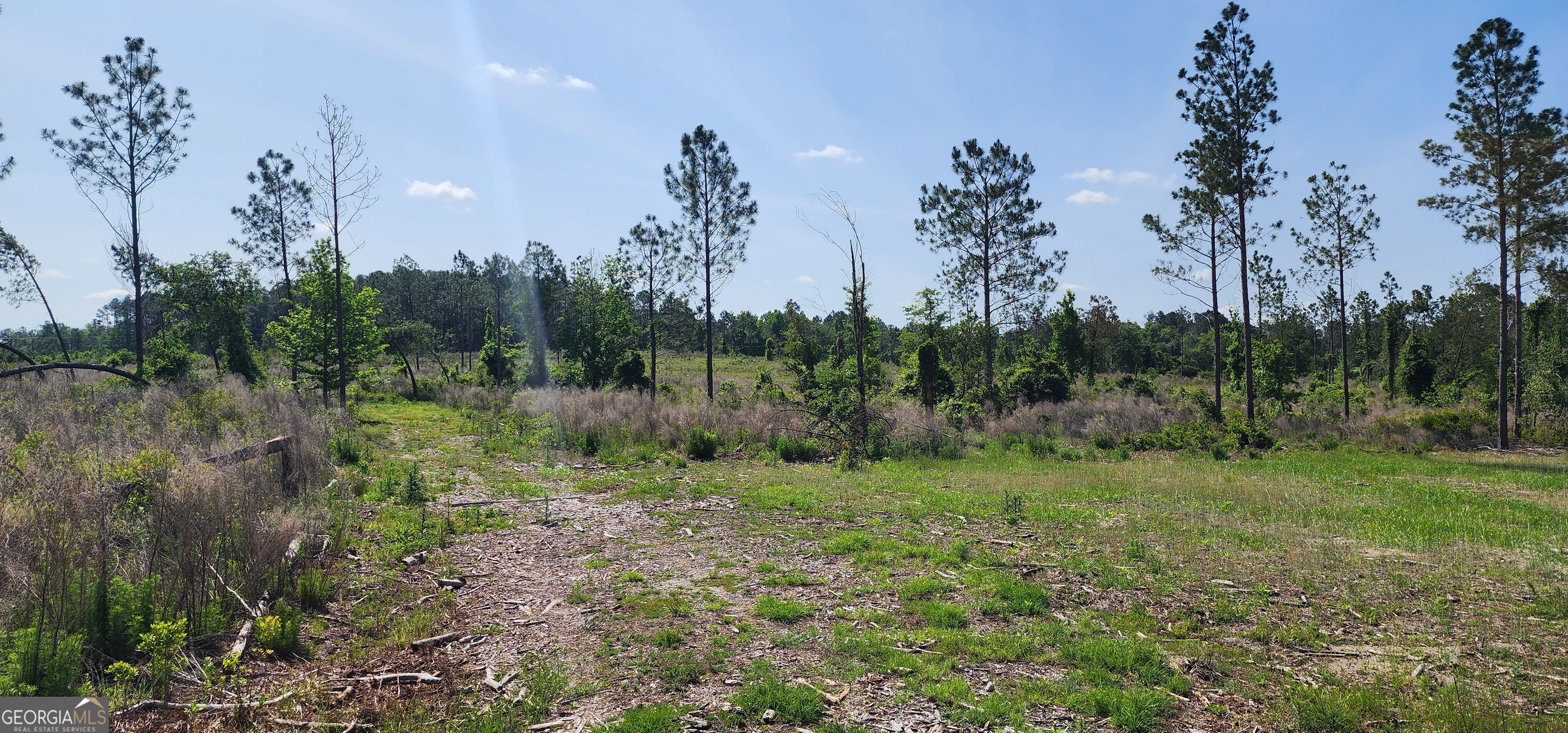 0 Marvin Church Road Lyons, GA 30436 - Photo 11 of 43 a view of a lush green forest with lots of trees