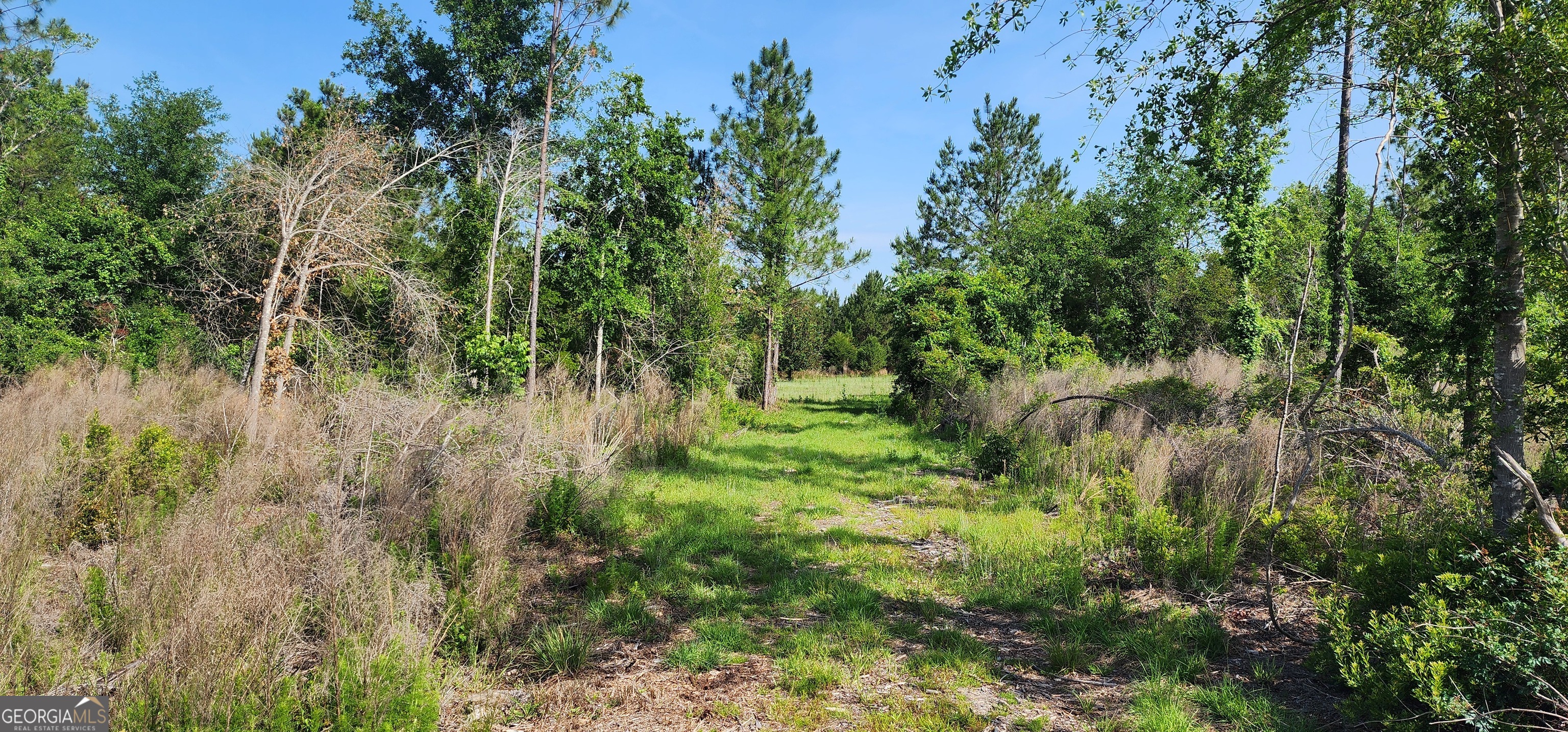 0 Marvin Church Road Lyons, GA 30436 - Photo 14 of 43 a view of a lush green forest