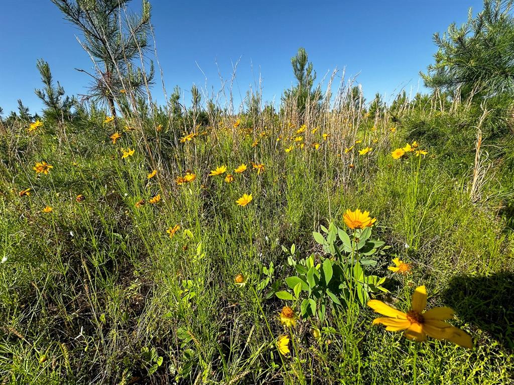0 D4289 Road Antlers, OK 74536 - Photo 3 of 17