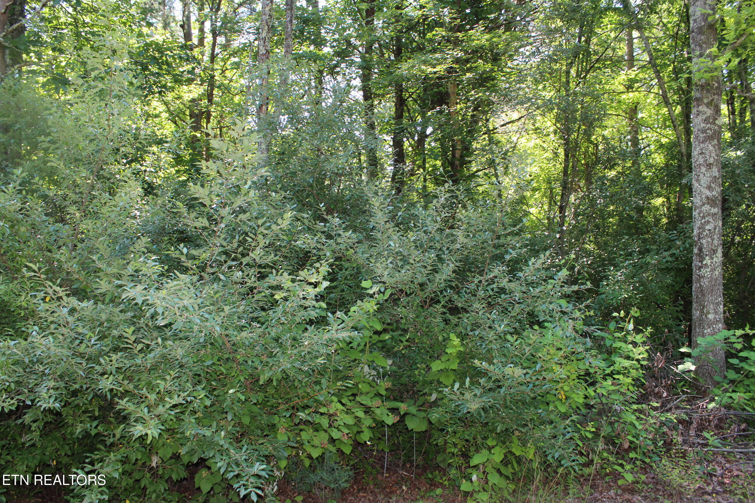 Goney Road Grimsley, TN 38565 - Photo 2 of 8 037