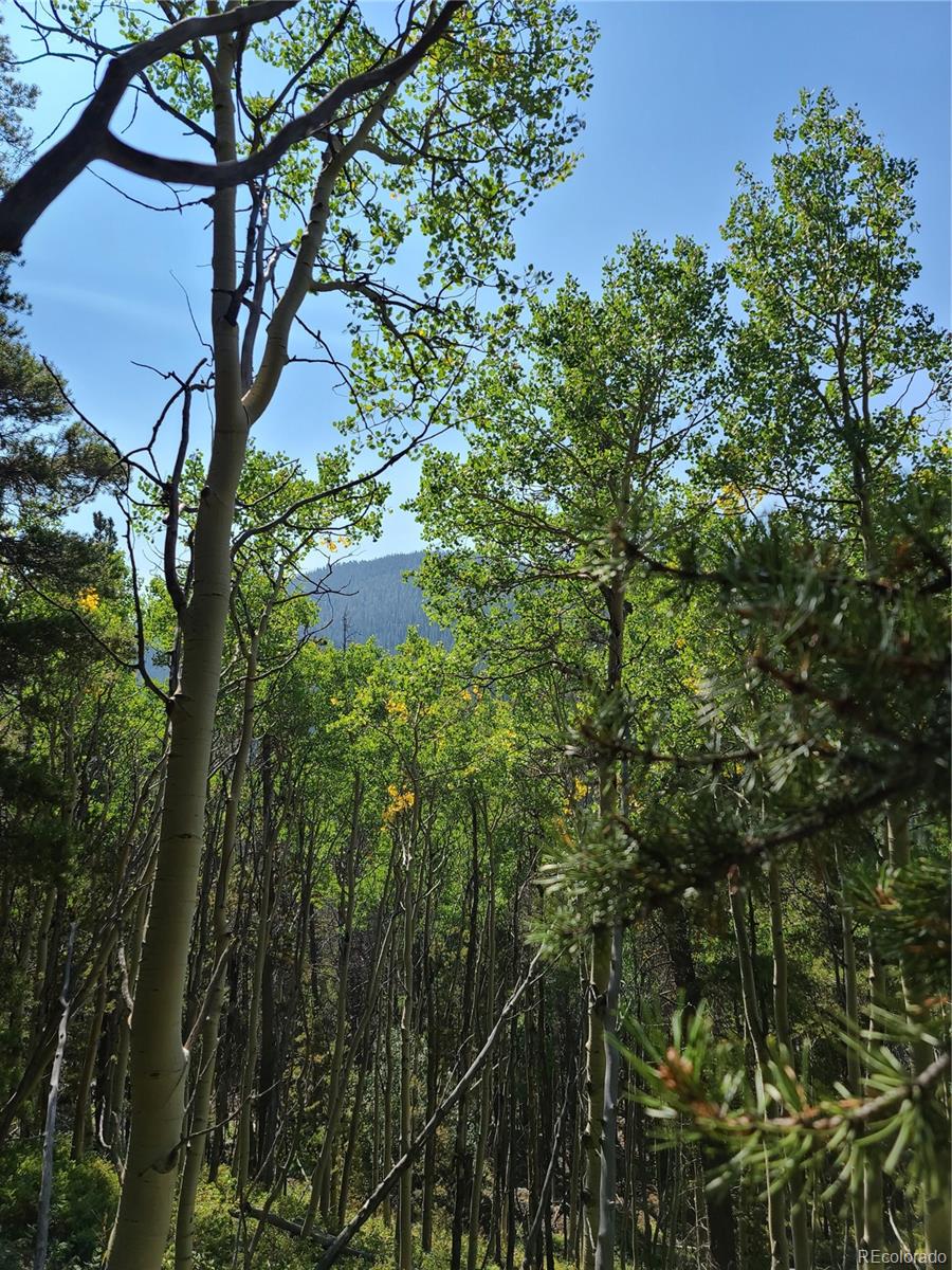 4 Rainbow Road Idaho Springs, CO 80452 - Photo 2 of 10 a view of a tree