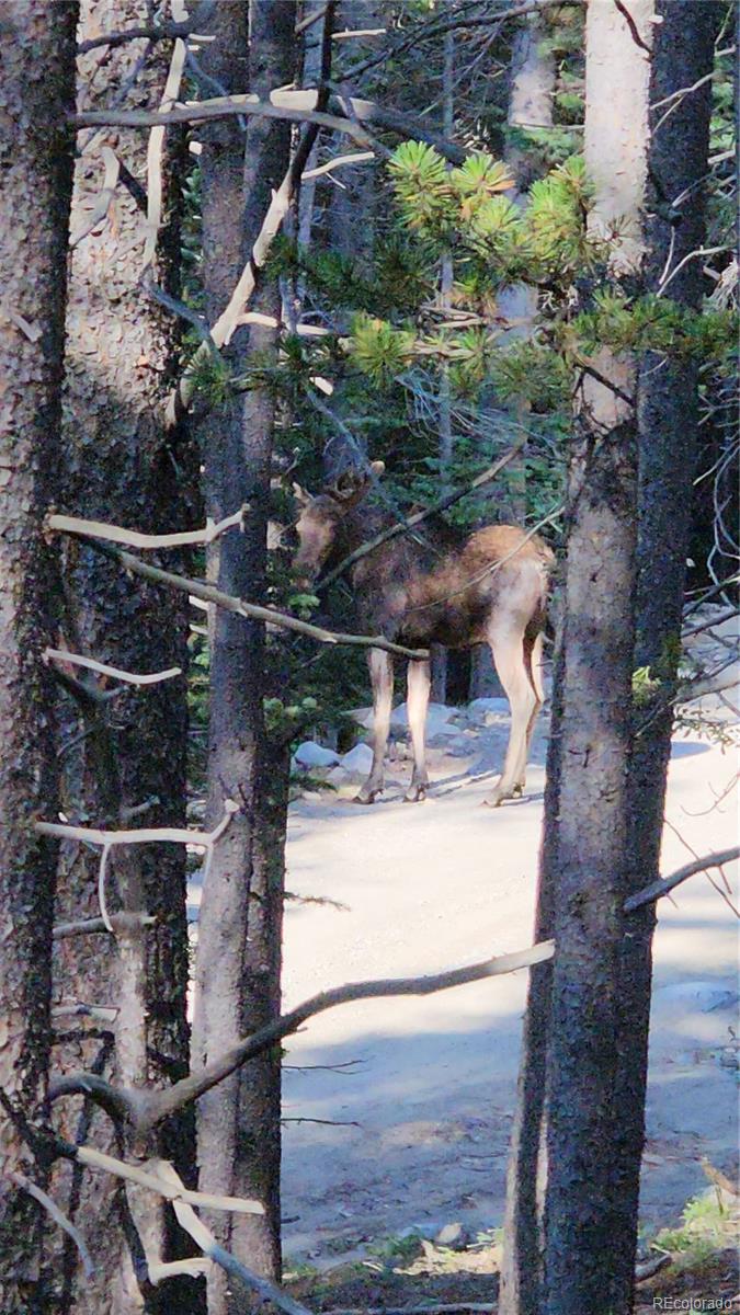 4 Rainbow Road Idaho Springs, CO 80452 - Photo 9 of 10 a view of statue in front of a house