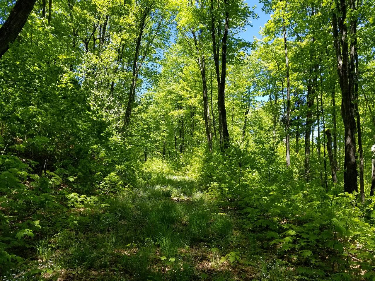Lot 4 Pardee Lake Road Presque Isle, WI 54557 - Photo 11 of 25 Gallery Image 11