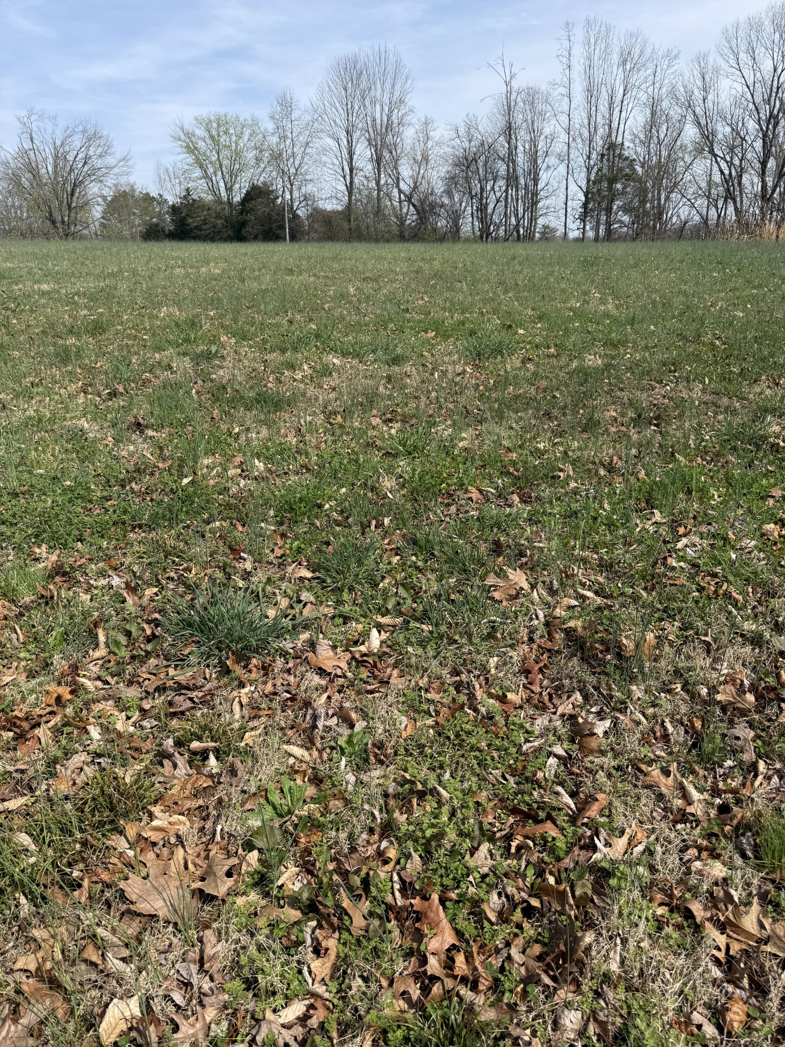121 Magnolia Lane Red Boiling Springs, TN 37150 - Photo 3 of 10 a view of a big yard with plants and large trees