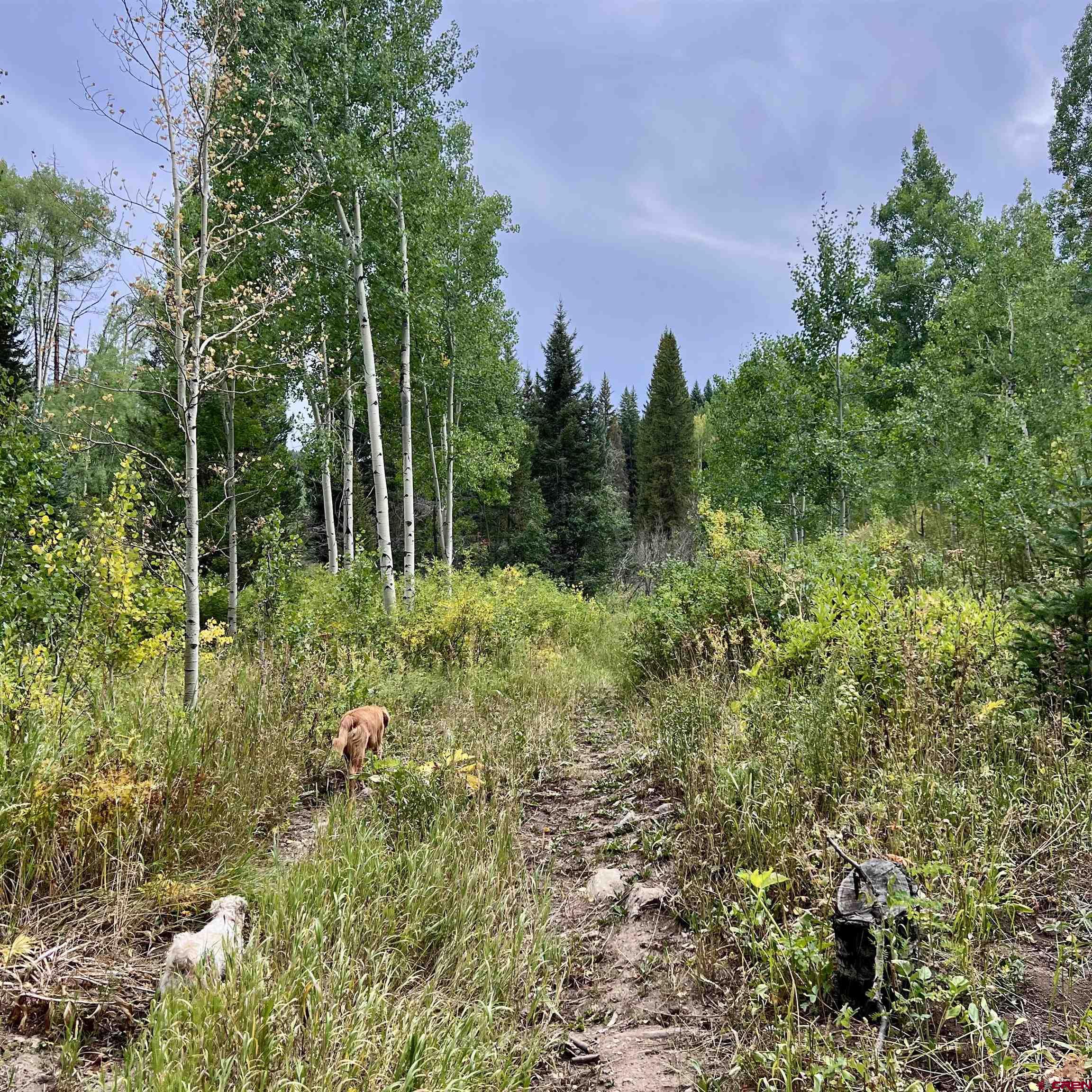 Tbd Ohio Creek Road Gunnison, CO 81230 - Photo 18 of 33