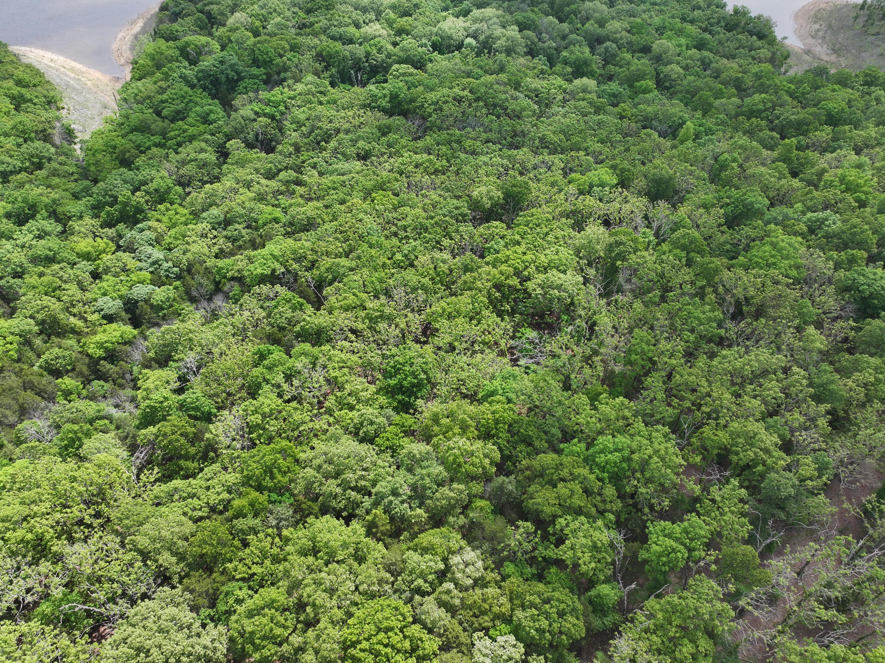 Lot 40-41 Timber Shoals Road Lead Hill, MO 72644 - Photo 11 of 26 Photo Apr 25 2026, 11 53 27 (8)