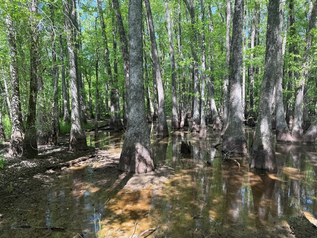 Lot 3 County Road Slocomb, AL 36375 - Photo 16 of 18
