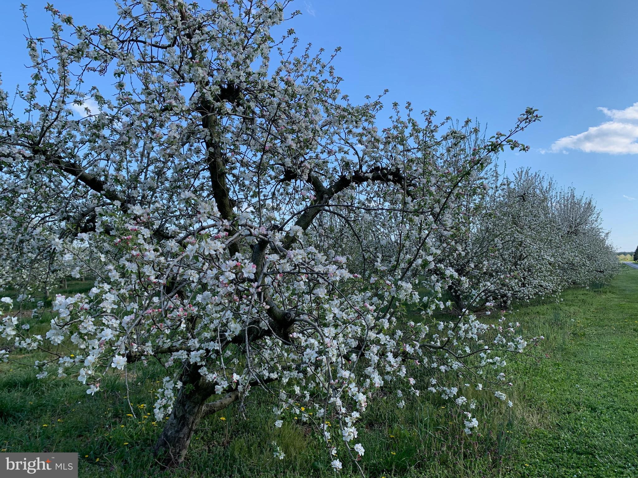 756 Payne Road Winchester, VA 22603 - Photo 41 of 44 Apple Blossom Time