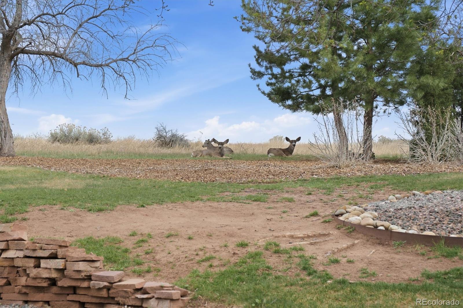 4 Blue Grouse Ridge Road Littleton, CO 80127 - Photo 36 of 50